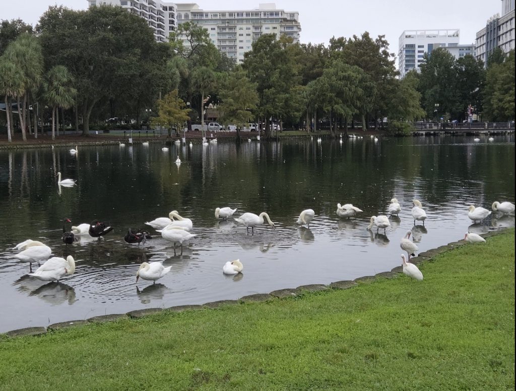 Swans at Lake Eloa Park in Orlando.